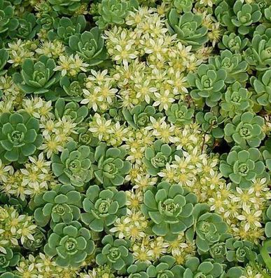 Rosetten Fetthenne - Sedum pachyclados