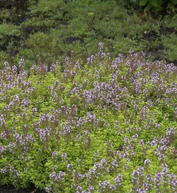 Echter Zitronen Thymian Lammefjord - Thymus citriodorus