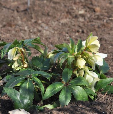 Christrose Lenzrose Double Green - Helleborus orientalis