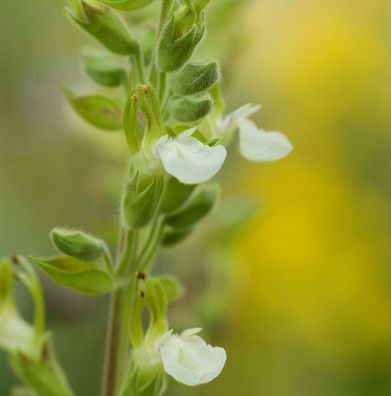 Echter Gamander Schneeflocke - Teucrium chamaedrys