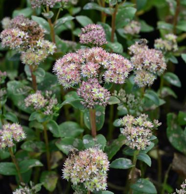 Große Fetthenne - Sedum telephium