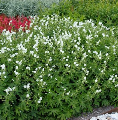 Knotiger Schatten Storchschnabel Silverwood - Geranium nodosum