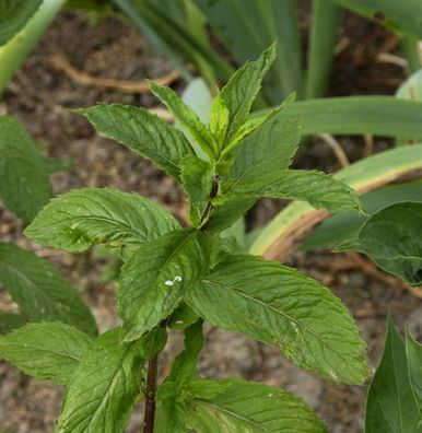 Zitronen-Minze - Mentha piperita
