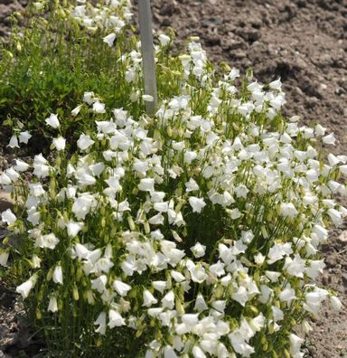 Zwergglockenblume Alba - Campanula cochleariifoli