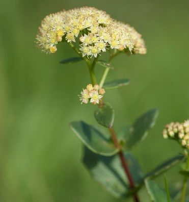 Große Fetthenne Seduction Yellow Delicat - Sedum telephium