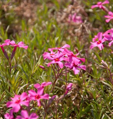 Teppich Phlox Scarlet Flame - Phlox subulata