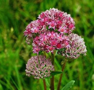 Große Fetthenne Indian Chief - Sedum telephium