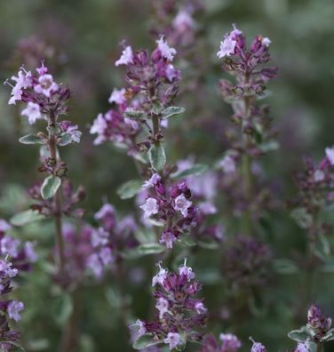 Echter Thymian Silver Posie - Thymus vulgaris