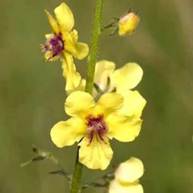 Französische Königskerze - Verbascum chaixii