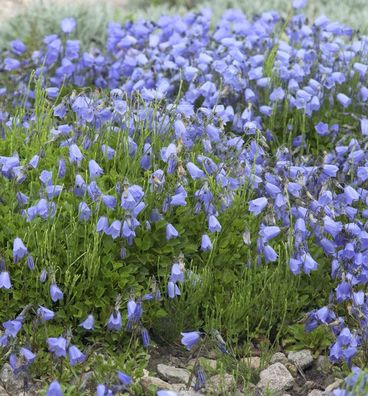 Zwerg Glockenblume Jingle Blue - Campanula cochleariifolia