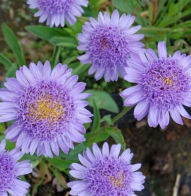 Alpenaster Sabine - Aster alpinus