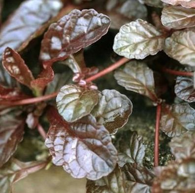 Günsel Braunherz - Ajuga reptans