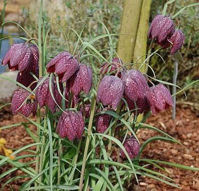 Schachbrettblume - Fritillaria meleagris