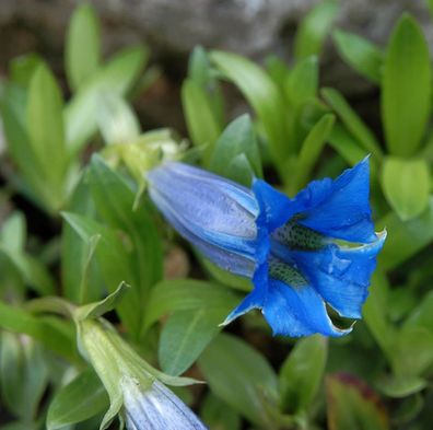 Stengelloser Enzian - Gentiana acaulis