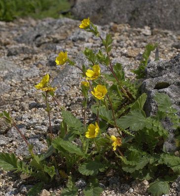 Gebirgs Nelkenwurz - Geum montanum