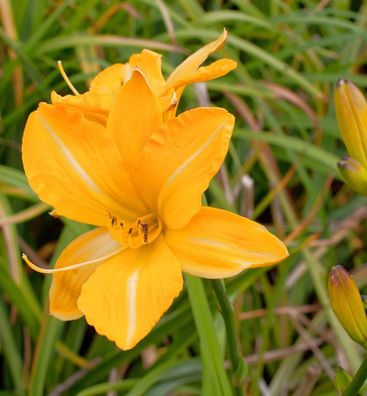 Taglilie Golden Prize - Hemerocallis cultorum