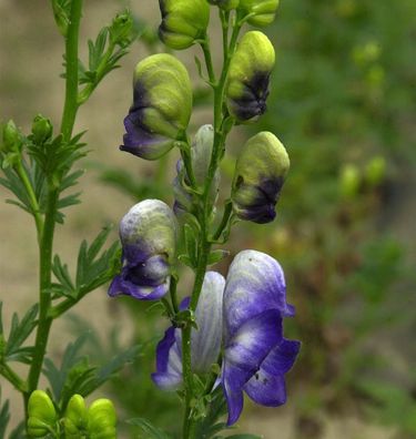 Herbsteisenhut Cloudy - Aconitum carmichaelii