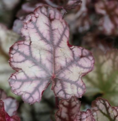 Silberglöckchen Jade Gloss - Heuchera cultorum