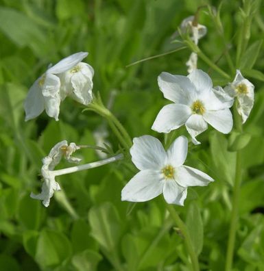 Wilder Phlox Alba - Phlox stolonifera