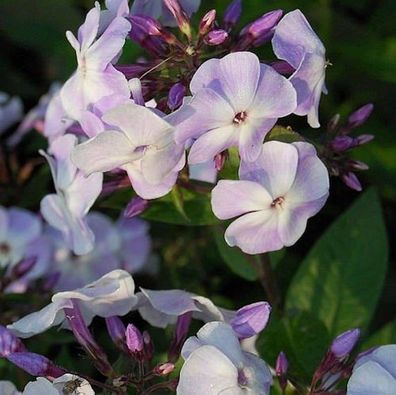 Hohe Flammenblume Violetta Gloriosa - Phlox Paniculata