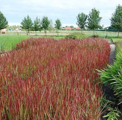 Japanisches Blutgras Red Baron - großer Topf - Imperata cylindrica