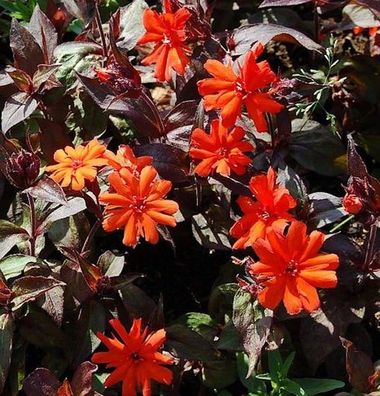 Orangerote Lichtnelke Oranger Zwerg - Lychnis arkwrightii