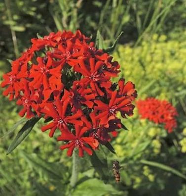 Lichtnelke - Lychnis chalcedonica