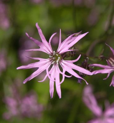 Kuckucks Lichtnelke - Lychnis flos cuculi