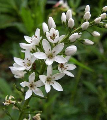 Nickender Felberich - Lysimachia barystachys