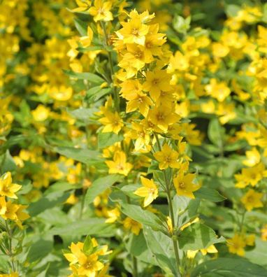 Gefleckter Gold Felberich - Lysimachia punctata