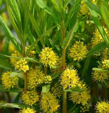 Strauß Felberich - Lysimachia thyrisflora