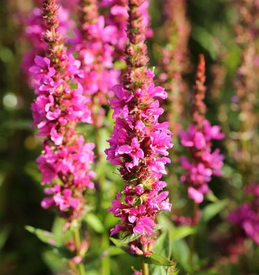 Blutweiderich Robin - Lythrum salicaria