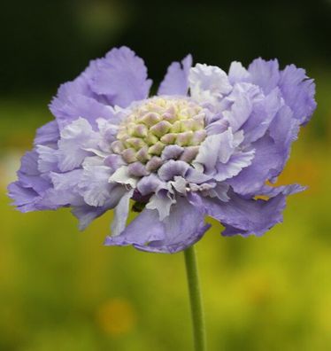 Kaukasus Skabiose Nachtfalter - Scabiosa caucasica