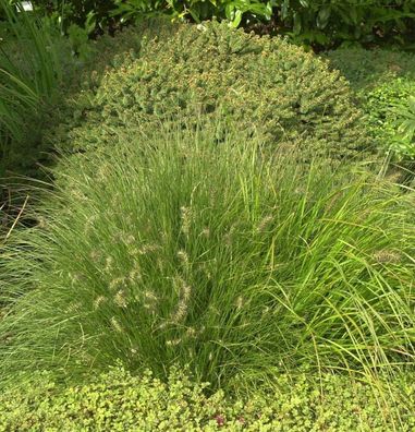 Lampenputzergras Little Honey - Pennisetum alopecuroides