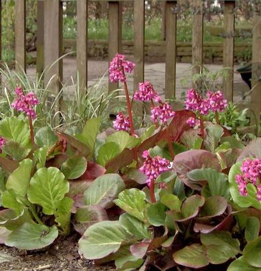 Bergenie Bressingham Ruby - Bergenia cordifolia