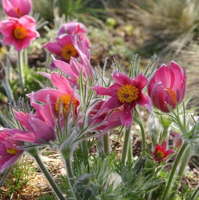 Küchenschelle Prima Papagena - Pulsatilla vulgaris