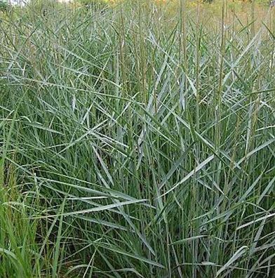 Rutenhirse Dallas Blues - Panicum virgatum
