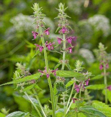Wald-Ziest - Stachys sylvatica