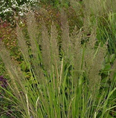Diamant Reitgras - großer Topf - Calamagrostis brachytricha