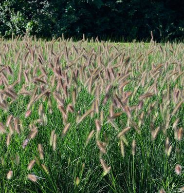 Lampenputzergras Hameln - großer Topf - Pennisetum alopecuroides