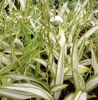 Breite Blattsegge Shiro - Carex siderosticha