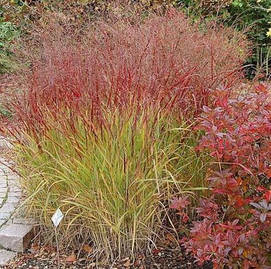 Rutenhirse Shenandoah - großer Topf - Panicum virgatum