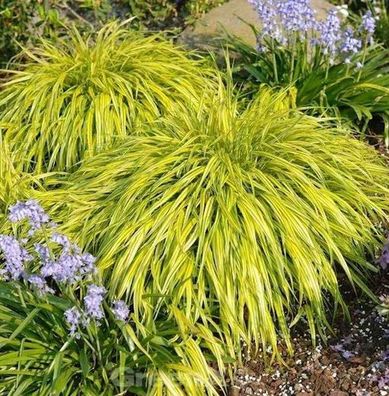 Japanisches Berggras All Gold - großer Topf - Hakonechloa macra
