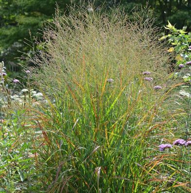 Rutenhirse Rotstrahlbusch - großer Topf - Panicum virgatum