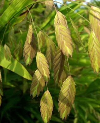 Plattährengras - großer Topf - Chasmanthium latifolium