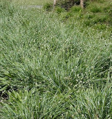 Nest Blaugras - Sesleria nitida