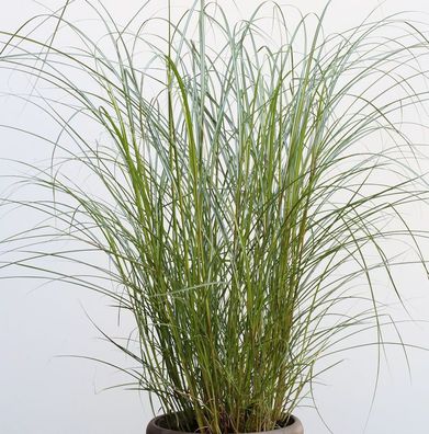 Chinaschilf Red Chief - XXXL Topf - Miscanthus sinensis