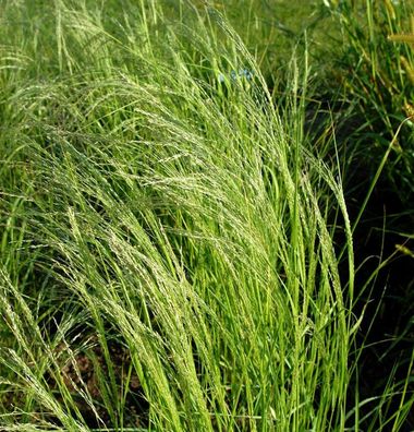 Blaues Liebesgras Wind Dancer - Eragrostis elliottii