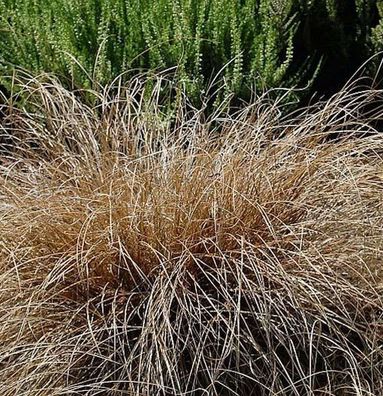 Segge Bronco - Carex comans