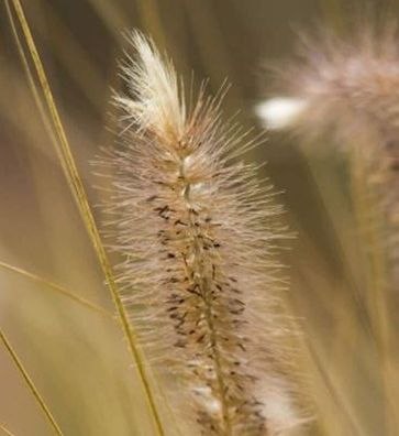 Lampenputzergras Magic - Pennisetum alopecuroides